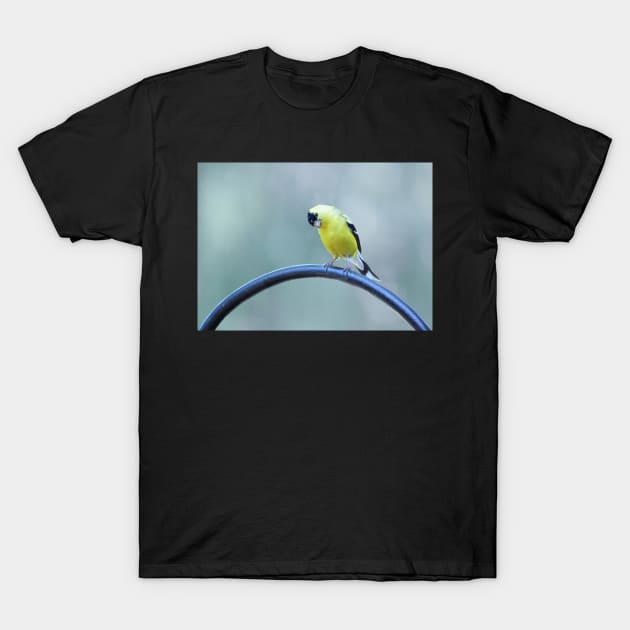 Expressive Goldfinch T-Shirt by LaurieMinor